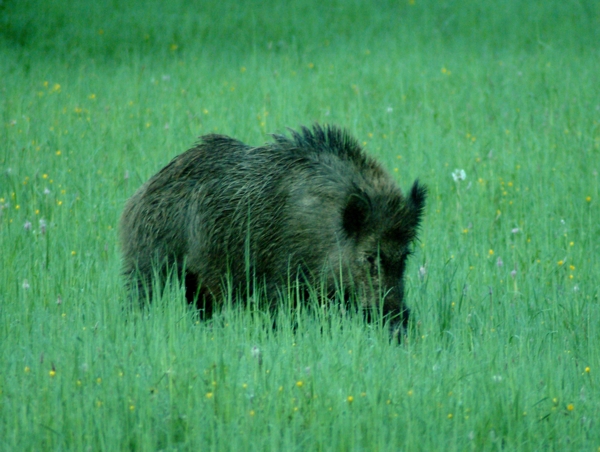 cinghiale